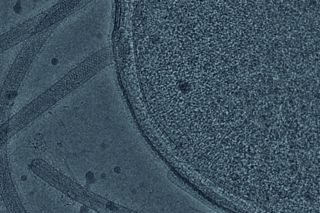 Cholera treatment Jing Yan